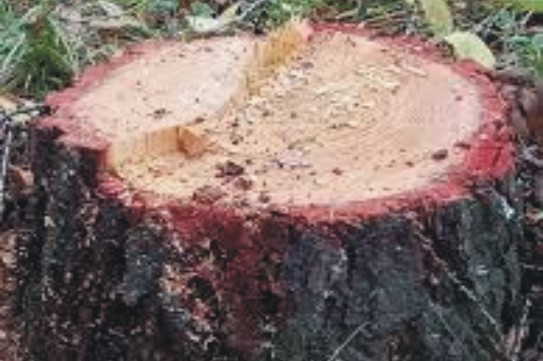 Кузбассовец вырубил деревья почти на 600 тысяч рублей Кузбассовец вырубил деревья почти на 600 тысяч рублей